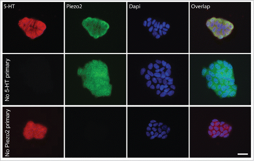 Figure 1. QGP-1 cells contain 5-HT and express Piezo2. Top row, epifluorescence images of Piezo2 and 5-HT immunohistochemistry with DAPI overlap. Middle row, omission of Piezo2 primary antibody eliminates Piezo2 labeling. Bottom row, omission of 5-HT antibody eliminates 5-HT labeling. Scale bar 50 µm.
