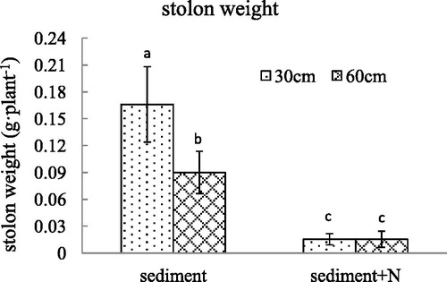 Figure 5. The stolon weight (mean ± SE) of V. spinulosa growing on different sediments at two water depths. Different small letters above columns indicate significant differences between treatments.