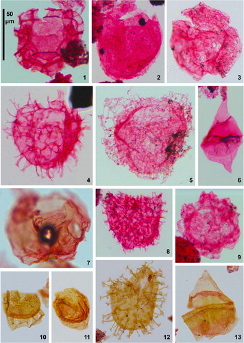 Plate 2. Dinoflagellate cysts from Pueblo and Portland-1, Colorado. Specimens were magnified at 400×; the 50 μm scale bar applies to all specimens. Pueblo beds, corresponding BC sample/slide numbers, Portland-1 depths/slides, and specimen England Finder co-ordinates are given. Figure 1. Cauveridinium membraniphorum (Cookson & Eisenack 1962) Masure in Fauconnier & Masure 2004, Bed 110 (BC54A), R30/1; Figure 2. Senoniasphaera turonica (Prössl Citation1990, ex Prössl 1992) Pearce et al. Citation2011, Bed 124 (BC76A), S33/0; Figure 3. Senoniasphaera rotundata Clarke & Verdier Citation1967, Bed 113 (BC58A), E38/3; Figure 4. Heterosphaeridium conjunctum Cookson & Eisenack 1968, Bed 112 (BC56A), L31/1; Figure 5. Canningia senonica Clarke & Verdier Citation1967, Bed 102 (BC44A), V32/0; Figure 6. Subtilisphaera pontis-mariae (Deflandre 1936) Lentin & Williams 1976, Bed 121 (BC67), S32/3; Figure 7. Senoniasphaera microreticulata Brideaux & McIntyre Citation1975, Portland-1, 204.39 m, O15/4; Figure 8. Tenua hystrix Eisenack, 1958, Bed 124 (BC76A), Q36/0; Figure 9. Florentinia? torulosa (Davey & Verdier Citation1976) Lentin & Williams 1981, Bed 102 (BC42A), V32/2; Figure 10. Ovoidinium verrucosum ostium (Davey Citation1970) Lentin & Williams 1975, Portland-1, 205.15 m, T25/1; Figure 11. Ovoidinium verrucosum verrucosum (Cookson & Hughes Citation1964) Davey Citation1970, Portland-1, 205.15 m, X31/4; Figure 12. Kiokansium williamsii Singh Citation1983, Portland-1, 208.96 m, E13/2; Figure 13. Luxadinium propatulum Brideaux & McIntyre Citation1975, Portland-1, 209.59 m, V26/3.