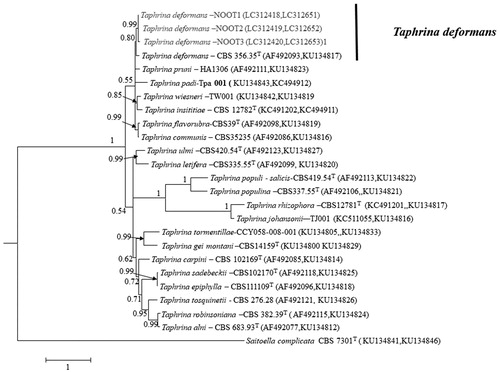 Figure 5. Bayesian phylogeny (BI) based on a 50% majority rule consensus tree showing phylogenetic relationships based on the combined ITS and SSU DNA sequence alignment among the present isolates and Taphrina spp. The BI posterior probability (>0.5) are given at the nodes. The scale bar shows the number of substitutions per site. T, ex type strain.
