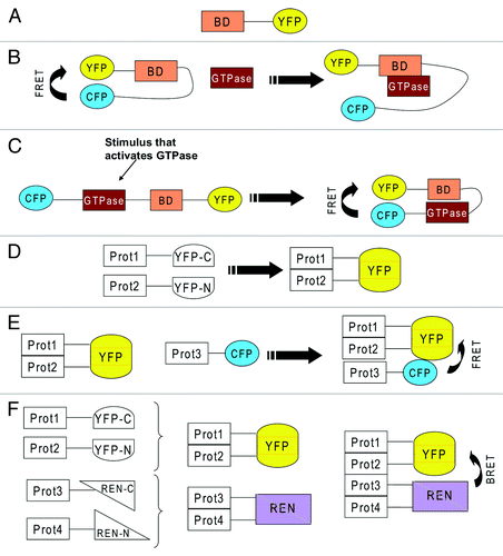Figure 2. (A) YFP fused to a binding domain (BD) that recognizes an active GTPase. Because of the binding domain, if taken from an effector of a small GTPase, this reporter will specifically bind a certain type of GTPase. (B) BD sandwiched between CFP and YFP, which exhibit FRET because they are in close proximity. An incoming active GTPase squeezes in to bind to BD and displaces CFP and YFP, which leads to loss of FRET. (C) the GTPase and a BD from its effector are sandwiched between CFP and YFP. Activation of the GTPase will lead to binding of BD to the active GTPase which leads to closure of the reporter which allows FRET between CFP and YFP. (D) two proteins (Prot1 &2) are fused to two severed halves of YFP (YFP-C and YFP-N). Interaction of the two proteins will lead to complementation of YFP, which starts to fluoresce. (E) the interaction of two proteins is detected via YFP complementation. A third protein (Prot3) also joins the complex and this is visualized by FRET between CFP and YFP. (F) the interaction of two proteins (Prot 3&4) is detected via YFP complementation. The interaction of two further proteins (Prot 3&4) is detected via complementation of two severed halves of renilla luciferase (REN). The formation of a tetrameric complex is visualized by BRET.