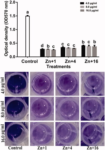 Figure 10. Effect of synthesized zinc oxide nanoparticles on biofilm formation of strain GZ 0003 of Xanthomonas oryzae pv. oryzae. *Zn + 1 zinc oxide nanoparticles synthesized by olive leaves (Olea europaea) Zn + 4 zinc oxide nanoparticles synthesized by chamomile flower (Matricaria chamomilla L.) Zn + 16 zinc oxide nanoparticles synthesized by red tomato fruit (Lycopersicon esculentum M). *Values are a mean ± standard error of three replicates and bars with the same letters are not significantly different in LSD test (p < .05).