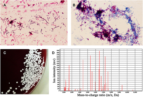 Figure 2 Pathogenic examination. (A) Gram-positive and branching rod-shaped bacterium was observed by Gram staining under oil mirror (×1000 magnification). (B) Acid fast staining showed weak positive mycelia, which proved that it was probably Nocardia spp. (C) Wrinkled, dry and white colonies of different sizes were observed by culture on the blood plate. (D) Matrix-assisted laser desorption ionization-time-of-flight mass spectrometry (MALDI-TOF MS) confirm it was Nocardia cyriacigeorgica.