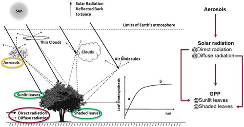 Figure 1. The schematic diagram illustrating the interaction of solar radiation between atmospheric aerosols and terrestrial vegetation according to Kanniah et al. (Citation2012).