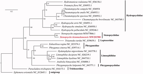 Figure 1. Maximum likelihood phylogenetic analysis of Stenopsyche tienmushanensis based on 13 PCGs. Numbers at nodes are bootstrap values. The GenBank accession number for each species is indicated after the scientific name.