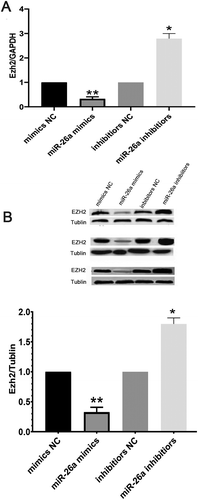 Figure 4. Ezh2 is suppressed in GCs expressing miR-26a mimics. Ezh2 expression in GCs at the gene (A) and protein (B) levels upon transfection with miR-26a mimics or miR-26a inhibitors. Data are mean ± standard deviation (SD) (n = 3). *P < 0.05, ** P < 0.01 (Student’s t-test)