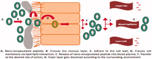 Figure 1. Nano-carrier-based approach for the successful oral delivery of protein/peptide drugs.