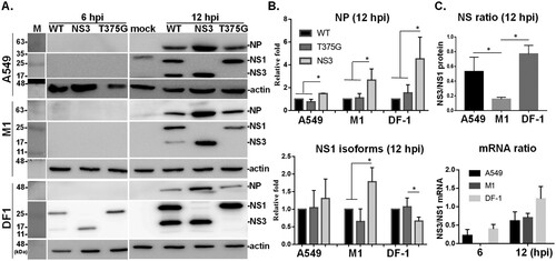 Figure 3. Expression levels of NS1 variants in infected mammalian and avian cells. Levels of accumulated viral proteins, including NP, NS1 and NS3, in mammalian (A549, and M1) and avian DF1 cells were determined by immunoblot analysis after infection with the indicated viruses for 6 and 12 h (A). The level of viral protein expressed by RG-AIV-WT was arbitrary set as 1, and the relative expression levels of viral proteins were plotted for different viruses at 12 hpi (B). The ratio of NS3/NS1 protein (C) and RNA (D) were determined from different cell types infected by indicated viruses. *p < 0.05.