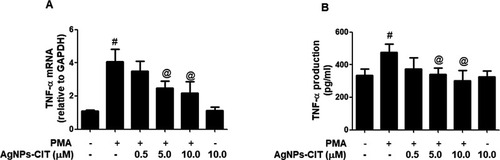 Figure 6 Gene and protein expression of TNFα. (A) Effect of AgNPs-CIT on PMA-induced gene expression of TNFα. Folds of TNFα mRNA expression as compared with control and normalized to GAPDH were determined by quantitative RT-PCR. (B) Effect of AgNPs-CIT on PMA-induced TNFα production in the culture medium of MCF-7 cell lines. The production level of TNFα was determined by sandwich ELISA. Results are representative (mean ± standard error of the mean) of triplicate experiments. #p<0.001 versus untreated MCF-7 cells; @p<0.01 versus PMA alone treated MCF-7 cells.