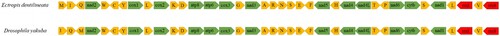 Figure 3. Mitochondrial gene arrangement of Ectropis dentilineata and Drosophila yakuba. The arrow indicates the sequence direction, and the yellow, green and red color blocks represent tRNA, PCG and rRNA respectively.