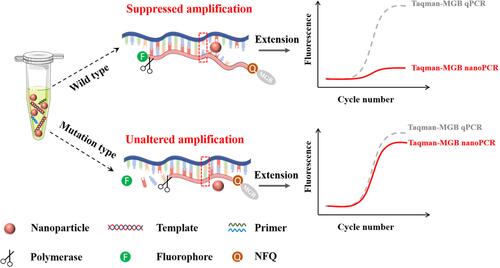 Figure 1 Schematic of the AuNP-mediated Taqman-MGB nanoPCR for single-base mutation detection. When amplification of mutant-type and wild-type templates is mediated by the mutant-type probes, the AuNP particles inhibit the mismatch pairing of wild-type template with the probe and the corresponding amplification fluorescence signal is significantly suppressed. While the fluorescence signal generated from the amplification of mutant template is almost unaffected.