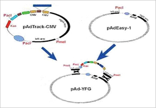Figure 6. The recombinant diagram of pAdTrack-CMV and pAdEasy-1.