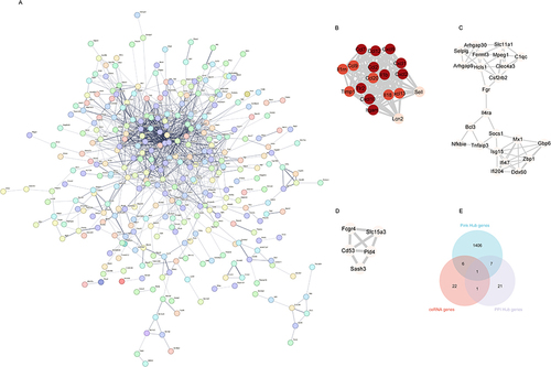 Figure 8 Protein-protein interaction (PPI) network of differentially expressed mRNAs (A), the PPI network consists of 317 nodes and 143 edges. (B–D) The top three clusters of PPIs. (E) The intersection gene of the pink module Hub gene, PPI Hub gene and ceRNA gene.