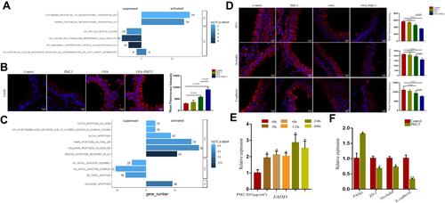 Figure 3 FADD positively correlated to apoptosis and negatively correlated to tight junction in GEO and TCGA database. (A) GSEA analysis showed FADD was associated with epithelial mesenchymal transition and cilium related pathways in GSE108134 database. (B) Immunofluorescence imaging showing FADD expression in different groups. (C) GSEA analysis showed FADD positively correlated to apoptosis and negatively correlated to tight junction in TCGA database. (D) Immunofluorescence imaging showing ZO-1, Occludin and E-cadherin expression in different groups. (E) Relative expression of FADD in HBE cells exposed to PM2.5 at different time-points. (F) Relative expression of FADD, ZO-1, Occludin and E-cadherin in HBE cells exposed to PM2.5. The data represent means±s.d. All data are representative of three experiments. *p < 0.05. **p < 0.01.