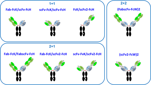 Figure 1. Schematic diagram of the eight T-bsAb formats tested in the current study.