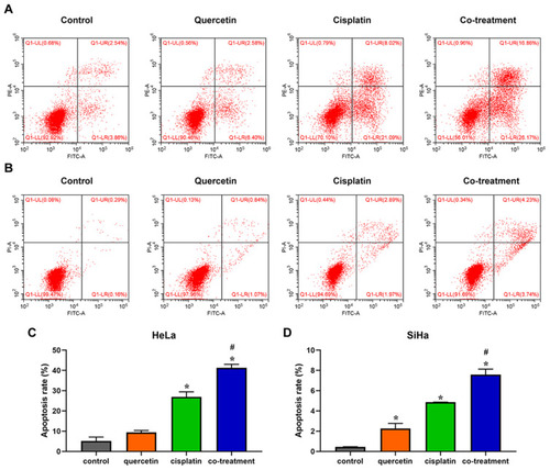 Figure 5 Quercetin elevated the effect of cisplatin on the apoptosis of cervical cancer cells. HeLa (A) and SiHa (B) cells were treated with control (complete culture medium), quercetin (15 μM for HeLa and 30 μM for SiHa), cisplatin (10 μM for HeLa and 12 μM for SiHa) or the co-treatment of quercetin and cisplatin. The bars represent the ratios of the apoptotic cells in each group. Data of HeLa (C) and SiHa (D) are expressed as means ± SD deviation of three independent experiments. *P < 0.05 vs control group, #P < 0.05 vs cisplatin group.