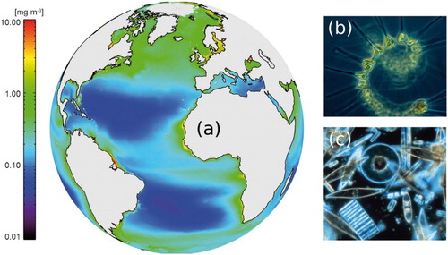 Figure 15 (a) Climatology of chlorophyll concentration in the Atlantic and Artic Oceans. See text for more details on data use. (b) Microscopic image of phytoplankton (credit NOAA MESA Project, source http://www.photolib.noaa.gov/bigs/fish1880.jpg). (c) Assorted phytoplankton (diatoms) living between crystals of annual sea ice in Antarctica (credit NSF Polar Programs, source http://www.photolib.noaa.gov/htmls/corp2365.htm).