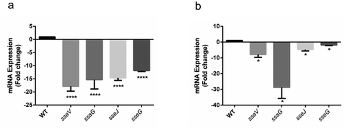 Figure 5. SPI-2 genes expression of WT vs. ΔSEN1008 from infected mice tissues through qRT-PCR analysis. (a) Expression of SPI-2 genes in mLN; WT vs. ΔSEN1008.(b) Expression of SPI-2 genes in spleen; WT vs. ΔSEN1008. qRT-PCR was performed thrice in triplicate from each mice group (n = 5). Statistical significance: *P < 0.05, **P < 0.01, ***P < 0.001, ****P < 0.0001 (One way ANOVA)
