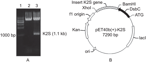 Figure 1.  Construction of DsbC-K2S fusion plasmid. (A) Identification of DsbC-K2S fusion plasmid by restriction digestion. Lane 1: 1-kb DNA marker. Lane 2: pET40b plasmid digested with BamHI and XhoI. Lane 3: DsbC-K2S plasmid digested with BamHI and XhoI. (B) Map of the DsbC- K2S fusion plasmid.