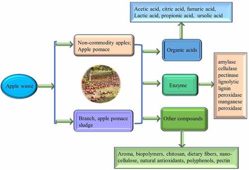 Figure 3. Biochemical recovery from apple orchard waste and its utilization in different forms