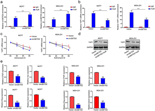 Figure 5. CircSETD2 suppresses YAP1 expression by reducing its mRNA stability. (a) the interaction between circSETD2 and HuR was measured by RIP-qPCR after circSETD2 overexpression. (b) the interaction between YAP1 and HuR was measured by RIP-qPCR after circSETD2 overexpression. (c) YAP1 mRNA levels were examined at different times after administration of actinomycin D in the circSETD2 overexpression and empty vector groups. (d) the expression of YAP1 was detected by western blot after circSETD2 and HuR overexpression. (e) the expression of CTGF, myc and Slug was measured by qRT‒PCR.