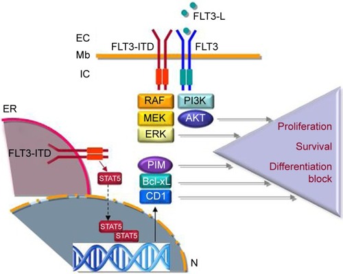 Figure 1 Schematic view of FLT3 and FLT3-ITD signaling.