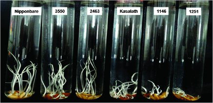 Figure 1. Test-tube bioassay for evaluation of seedling vigour based on shoot elongation growth. Nipponbare: high seedling vigour control; Kasalath: low seedling vigour control; four others: tested rice accessions (see Table S1 in the Online Supplementary Appendix).