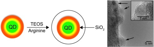 Figure 2 Quantum dots/silica synthetic pathway.Notes: Arginine-driven synthesis. Quantum dots are reacted with tetraethyl orthosilicate and arginine without the addition of an emulsion. Arrows indicate individual quantum dots in TEM image. TEM inset shows a single CdSe/CdS/ZnS quantum dot particle.Abbreviations: SiO2, silicon dioxide; TEM, transmission electron microscopy; TEOS, tet raethyl orthosilicate; QD, quantum dots.