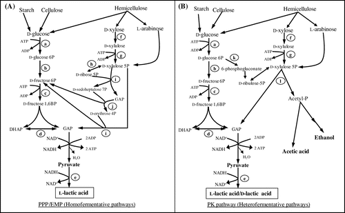 Fig. 1. Metabolic pathway for LA production from several sugars (xylose, glucose, arabinose), cellulose, and starch derived from various biomasses via homofermentative (EMP/PPP) (A) and heterofermentative (PK) (B) pathways.