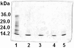 Figure 6 SDS-PAGE electrophoresis analyses for the hemolysate obtained by sonication (lane 2), and corresponding HbBv samples purified by liquid column chromatography on AG MP-1 (lane 3), Q-SFF (lane 4), and AG MP-1/Q-SFF layers (lane 5), in comparison with the standard protein solution (lane 1).