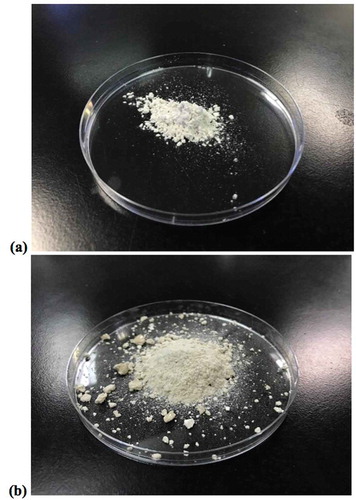 Figure 3. The physical appearance of spray-dried (a) and freeze-dried (b) L. acidophilus FTDC 3081 powders using maltodextrin as protective agents.