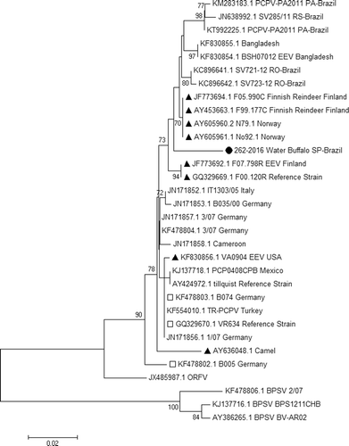 Figure 3. Phylogenetic analysis in MEGA 7.01 was reconstructed using major envelope protein (B2L) using the Tamura three-parameter nucleotide substitution model and neighbor joining model with 1000 bootstrap replicates. Strain 262-2016 isolated from the affected water buffalo (Bubalus bubalis) in this study was positioned in an isolated clade, distant from other samples from Brazil.