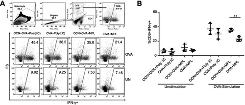 Figure 8 OCNs increased the frequency of IFNγ-producing CD8+ T cells when combined with adjuvant MPL. Splenocytes from mice treated as above were stimulated with OVA as shown in Figure 7. Cells were collected for intracellular IFN-γ staining and analyzed by flow cytometry. (A) The gating strategy to identify the subset of CD8+ FNγ+ T cells is shown. Representative flow cytometry results are shown. The frequency of CD8+ IFNγ+ T cells in all CD8+ T cells is summarized in (B). Data represent the mean ± SEM. The significance of differences between two groups was determined by two-tailed unpaired Student’s t-test. **p<0.01.