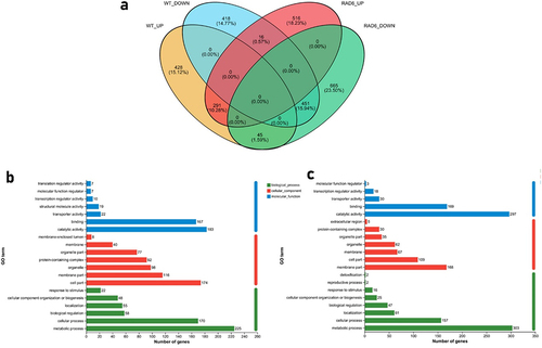 Figure 6. Regulation of Rad6 on the transcriptome of B. bassiana under normal and oxidative stress. (a) Venn diagram of differentially expressed genes between WT and Rad6 under CDA and H2O2 cultures; (b) GO analysis of differential gene sets up-regulated in Δrad6 but unchanged or down-regulated in WT between CDA and H2O2 groups; (c) GO analysis of differential gene sets down-regulated in Δrad6 but unchanged or up-regulated in WT between CDA and H2O2 groups.