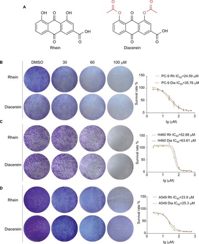 Figure 1 Rhein inhibits viability and colony formation of NSCLC cells.Notes: (A) Chemical structure of Rhein and Diacerein. (B) Effects of Rhein and Diacerein inhibit cell viability and colony formation of PC-9. Cells viability: PC-9 cell lines were treated with various concentrations of Rhein and Diacerein for 48 hours, and were analyzed by MTT assay and the IC50 values were calculated. Colony formation: PC-9 cells were treated with a concentration gradient of Rhein and Diacerein for 24 hours and incubated for 1 week; then, the clones were fixed with ice-cold methanol and stained with crystal violet. (C) Effects of Rhein and Diacerein inhibit cell viability and colony formation of H460. (D) Effects of Rhein and Diacerein inhibit cell viability and colony formation of A549.Abbreviation: NSCLC, non-small-cell lung cancer.