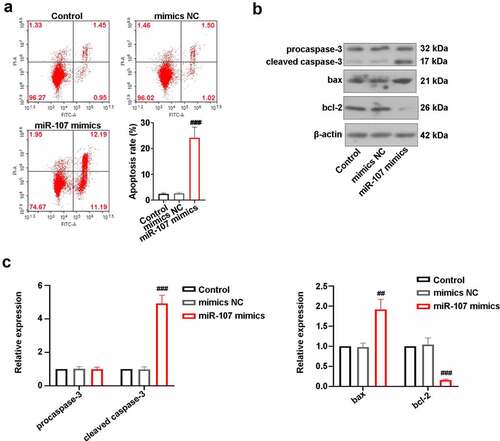 Figure 3. MiR-107 overexpression induced FaDu cell apoptosis. (a) After transfection for 48 h, FCM was utilized to detect apoptosis. (b, c) Measurement of caspase-3, bax, and bcl-2 protein levels. Data were expressed as means ± SD (n = 3). ###P < 0.001 versus the mimics NC group.