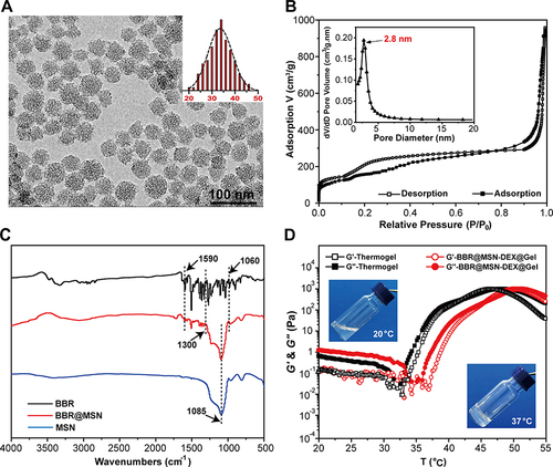 Figure 1 Characteristics of BBR@MSN-DEX@Gel. (A) Particle size and surface morphology of MSNs measured by transmission electron microscopy (TEM). (B) N2 adsorption–desorption curves and the pore size distribution curve (the inserted image) of MSNs. The specific surface area, pore volume and pore size distribution were calculated by Brunauer-Emmett-Teller (BET) and Barrett-Joyner-Halenda (BJH) methods. (C) Fourier transform infrared spectroscopy (FTIR) spectra of BBR, BBR@MSN and MSNs. (D) Elastic modulus (G′) and viscous modulus (G″) of thermogel precursor solution with or without BBR@MSN and DEX; heating rates: 0.5 °C/min, oscillatory frequency: 10 rad/s. Moreover, the inserted image showed that BBR@MSN-DEX@Gel presented a sol-state at 20 °C and gel-state at 37 °C. All results were expressed as mean ± SD (n = 4).