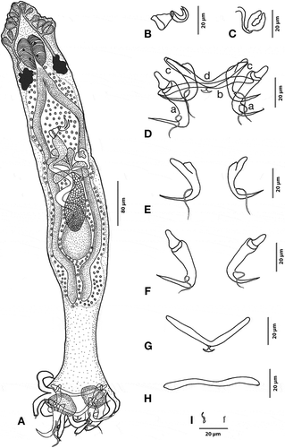 Figure 4. Hamatopeduncularia thalassini. (A) Composite illustration of entire worm (ventral view). (B) Copulatory organ (ventral view). (C) Vagina. (D–I) Hard parts. (D) Arrangement of anchors and bars (ventral view): (a) ventral anchor, (b) ventral bar, (c) dorsal anchor, (d) dorsal bar. (E) Dorsal anchors. (F) Ventral anchors. (G) Dorsal bar. (H) Ventral bar. (I) Marginal hooks.