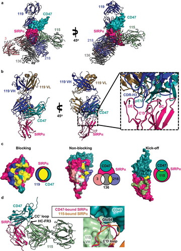 Figure 5. Crystal structures of anti-SIRPα antibodies bound to the IgV-domain of hSIRPα v1. (a) Structure of the SIRPα (pink)-CD47 (teal) complex superimposed with the anti-SIRPα blocking antibody Fab clone 119 (blue), non-blocking antibody Fabs clones 3 (pale pink), 136 (grey), and 218 (purple), and kick-off antibody Fab 115 (light green). (b) Overlay of the CD47/SIRPα complex and the blocking antibody clone 119 complex with a detailed view of CDR-H3 insertion into SIRPα pocket shown on the right. (c) Depiction of SIRPα (pink) epitopes bound by CD47 (teal) and anti-SIRPα antibody clones 119 (blue), 3 (pale pink), 136 (grey), 218 (purple), and 115 (light green). Residues shared between the blocking (119) and kick-off (115) antibodies and CD47 are colored yellow. Venn diagrams adjacent to each surface map indicate the relative extent of overlap between the blocking Fab 119 anti-SIRPα antibody, SIRPα, and CD47. For non-blocking antibodies, the yellow and white in the Venn diagrams indicate the overlap of epitopes between Fab 3, 136, and 218. (d) Overlay of the kick-off antibody clone Fab 115 (light green) and CD47 (teal) in complex with SIRPα (pink). The inset to the right shows the position of the C’D loop of SIRPα in the CD47-bound (pink) complex or the Fab 115-bound (orange) complex. The Glu 54 residues is modeled in the C’D loop to highlight the varying position depending on whether the binding partner is CD47 or Fab 115.