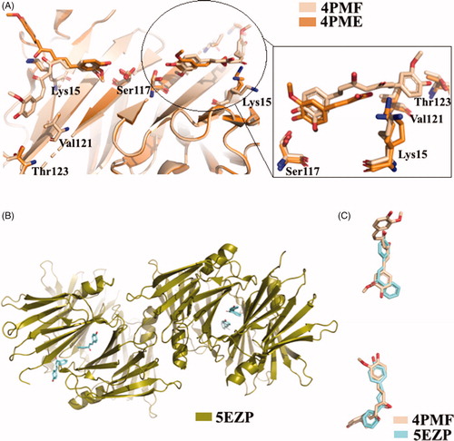 Figure 14. Structural analysis of TTR in complex with CUR, ferulic acid, and 4-hydroxychalcone derivatives. (A) Superposition of the two different TTR-CUR crystal complex 4PMF versus 4PME. (B) Asymmetric unit of trigonal TTR crystal in complex with hydroxychalcone derivative. (C) Comparison between curcumin and 4-hydroxychalcone ligand.