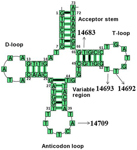 Figure 4 Cloverleaf structure of mt-tRNAGlu gene, arrows indicated the positions of m.T14709C, m.A14693G, m.A14692G and m.A14683G variants.
