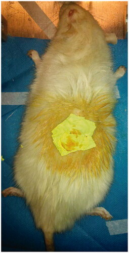 Figure 4. Manipulation of Chrysin 7.5%-Curcumin 7.5% loaded nanofibre on the wound.