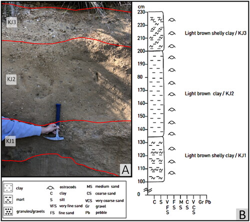 Fig. 3. Details of study locality at Kalimna Jetty, Kalimna. A, Image of beds KJ1 to KJ3. B, Lithology column for Kalimna sample locality.