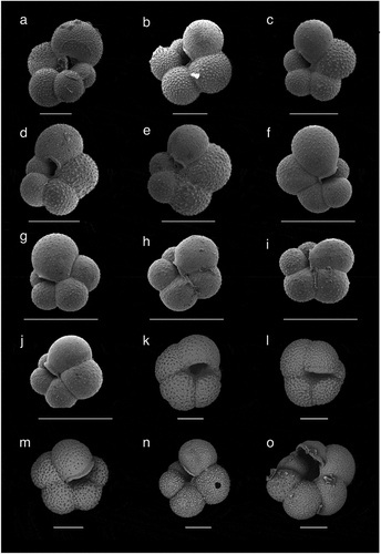 Plate 1. SEM images showing morphological variability of planktonic foraminifers found in AO16-8GC. (a) to (e): T. egelida (1.88–1.90 mbsf). Specimens (b) and (e) have a reduced final chamber. (f) to (j): T. quinqueloba (0.31–0.33 mbsf). (k) to (o): N. pachyderma; (k), (l), and (n) are from 0.10 to 0.12 mbsf. Specimen (n) represents a form without gametogenic calcite. (m) From 1.25 to 1.26 mbsf, (o) From 1.09 to 1.11 mbsf. Specimen (o) represents an aberrant form. Scale bar = 100 µm.