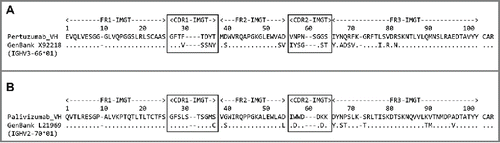 Figure 1. BLAST 8 identity analysis of (a) pertuzumab VH chain and (b) palivizumab VH chain. The humanized sequences are compared to their closest human germline counterparts (both GenBank accession numbers and IMGT® identifiers are shown). Identity, indicated by dots, and sequence differences are shown below the humanized antibody sequences. IMGT® numbering and CDR definitions (boxed) 7 are used with sequence gaps indicated by dashes.