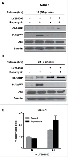 Figure 3. Combined inhibition of mTORC1 and Akt phosphorylation induces PARP cleavage in Calu-1 cells. Calu-1 cells were synchronized using lovastatin as in Figure 1. Upon release from G1 block, rapamycin and LY294002 (20 μM each) were added at 12 hours (G1 phase) (A) and at 24 hours (S phase) (B). Twenty-four hours later, cells were collected and Western blot analysis was performed for cleaved PARP (Cl−PARP), P-AktS-473, Akt and actin. The data shown are representative of experiments repeated at least 2 times. (C) Calu-1 cells were synchronized using Lovastatin as above. Upon release from G1 block, the cells were treated with rapamycin and LY294002 at indicated times for 24 hours. Cells were then collected and cell viability assays were performed as in Figure 2C. Error bars represent the standard deviation for experiment at least repeated 2 times.