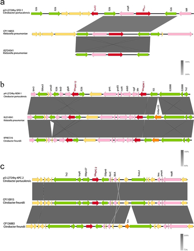 Figure 3 Genetic environment of blaSFO-1, blaNDM-1, and blaKPC-2 in L2724hy. (a) blaSFO-1 (b) blaNDM-1 (c) blaKPC-2. Red arrows denote drug resistance genes, green arrows denote transposons, pink arrows denote other genes, and yellow arrows represent hypothetical proteins.