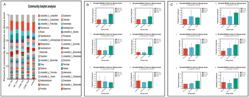 Figure 2. Relative abundance of microbes at the genus level: (A) community Bar plot analysis of the patients with obesity with PCOS at the baseline and after treatment compared with the healthy subjects; (B) Difference test bar charts of the top six species in abundance in the COM group: (a): The percentage of Phocaeicola in each group (p = .0016). (b): The percentage of Hungatella in each group (p = .043). (c): The percentage of Oscillospira in each group (p = .028). (d): The percentage of Flavonifractor in each group (p = .0057). (e): The percentage of Lactococcus in each group (p = .032). (f): The percentage of Anaerotignum in each group (p = .0019); (C) Difference test bar charts of the top six species in abundance in the MF group: (a): The percentage of Bacteroides in each group (p = .034). (b): The percentage of Clostridium in each group (p = .017). (c): The percentage of Phocaeicola in each group (p = .012). (d): The percentage of Parabacteroides in each group (p = .011). (e): The percentage of Hungatella in each group (p = .025). (f): The percentage of Oscillospira in each group (p = .0095).