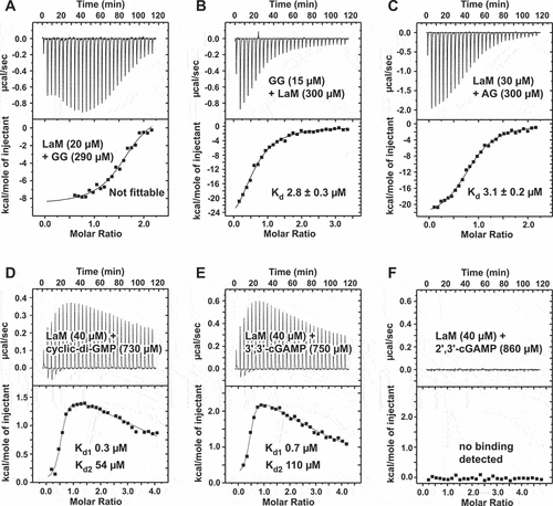 Figure 3. ITC thermograms of dinucleotides binding to LARP1 (323–410). (A) Concentrated 5´-APA-3´ injected into dilute LaM domain generated a thermogram that could not be fit as simple intermolecular interaction due to competition between guanine quadruplex formation and LaM binding. (B) Reversing the components (and concentrations) in the syringe and cell showed the normal behaviour for 1-to-1 intermolecular binding. (C) Control of concentrated 5´-APG-3´ injected into dilute LARP1 (323-410) showed normal binding. (D,E) The second messengers, cyclic-di-GMP and 3‘,3’-cGAMP, bound the LaM domain with sub-micromolar affinity. The thermograms were fit using two independent sets of binding reactions. (F) The related compound, 2′3′-cGAMP, didn’t show any heat of binding. Either it has no affinity for LaM or the enthalpy of binding is too small to detect.