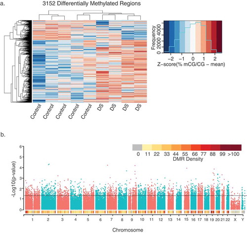 Figure 1. Profile of 3,152 DS-DMRs identified in post-mortem brain tissue. (a) Heatmap visualization of hierarchical clustering analysis of DMRs. Individual values are presented as Z-scores of the smoothed per cent methylation values to allow for visualization of how many standard deviations each value is from the mean. (b) Genomic coordinate dot plot (Manhattan plot) of DS-DMRs with underlying DMR density plot of 1 Mb bins.